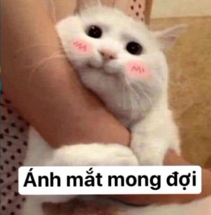 Meme mèo ôm cánh tay đáng yêu