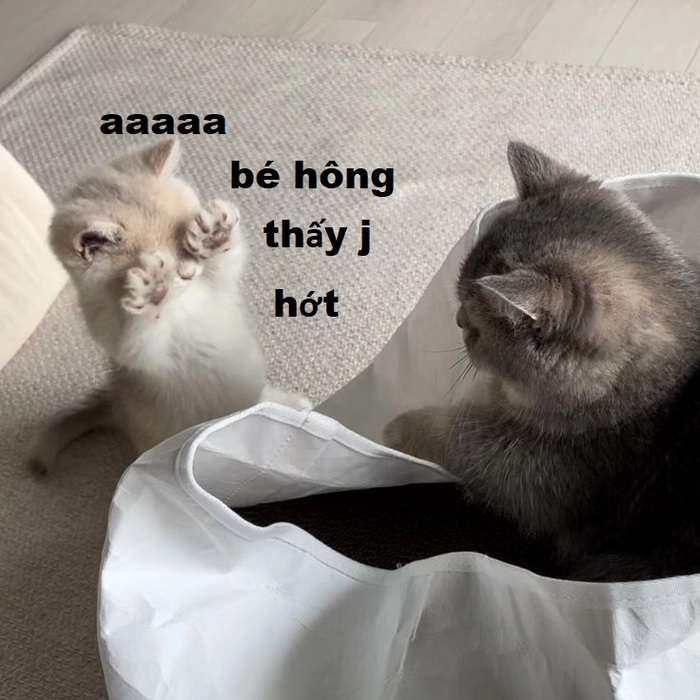 Meme mèo ôm đầu che mắt buồn cười