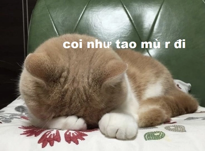Meme mèo ôm đầu tuyệt vọng