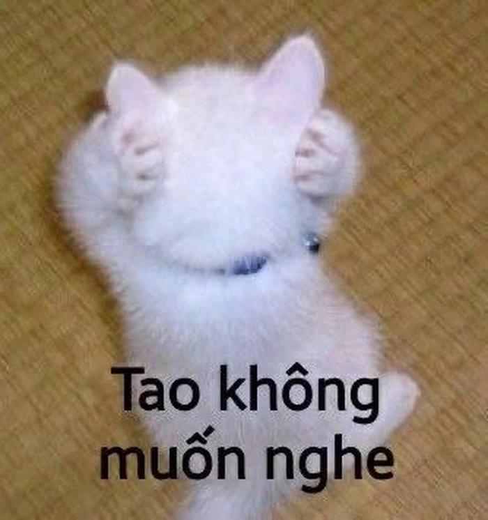 Meme mèo ôm đầu vì stress