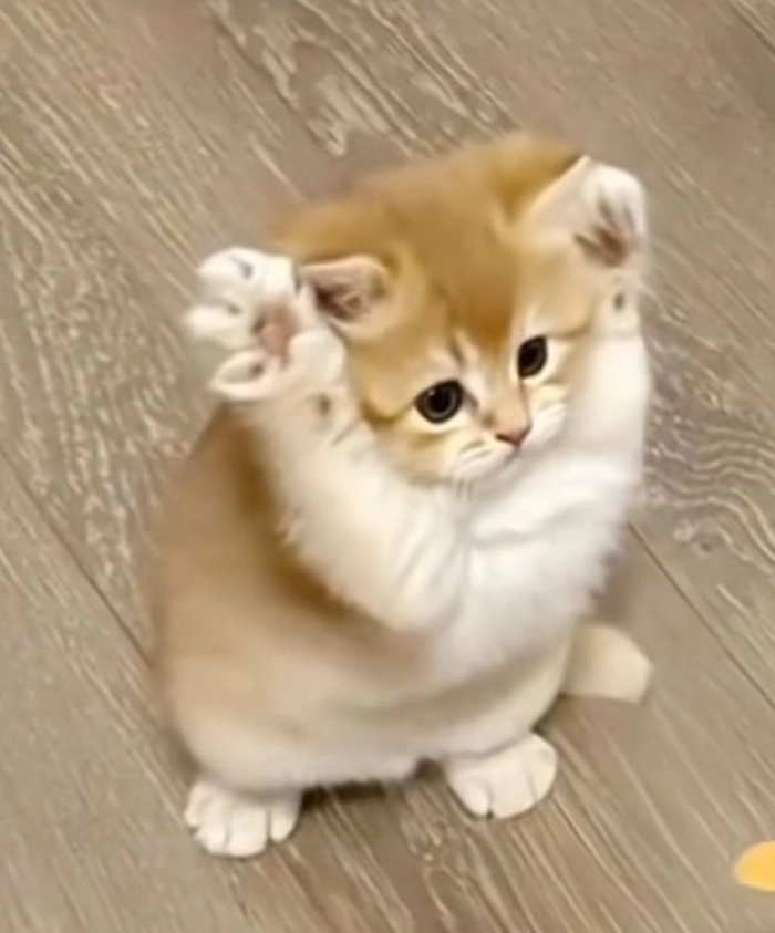 Meme mèo ôm dễ thương
