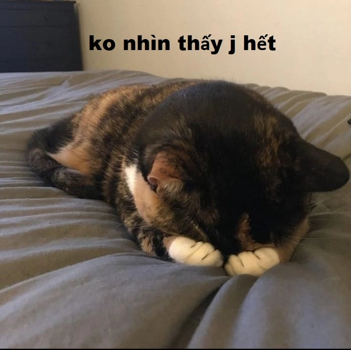 Meme mèo ôm mặt khóc cưng