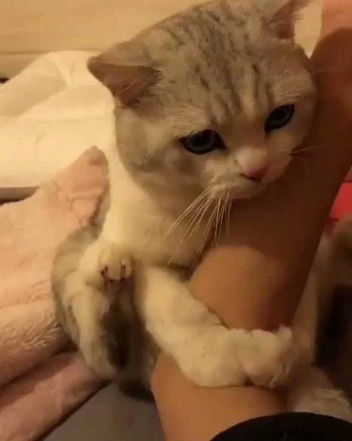 Meme mèo ôm người cười ra nước mắt