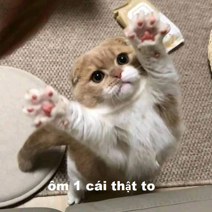 Meme mèo ôm nhau an ủi