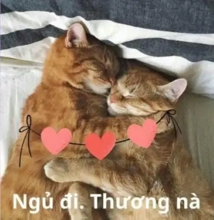 Meme mèo ôm nhau ngủ