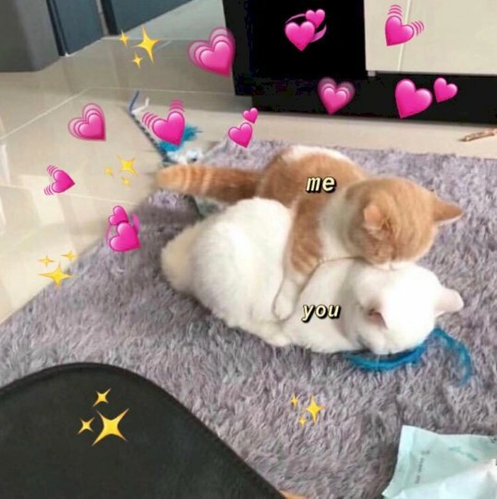 Meme mèo ôm nhau siêu cute