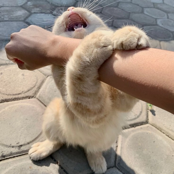 Meme mèo ôm tay hài hước