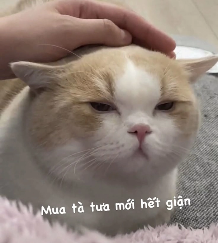 Meme mèo quạo cào cả chủ