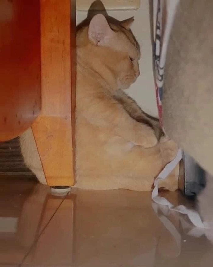 Meme mèo quạo khó ưa nhưng cưng xỉu