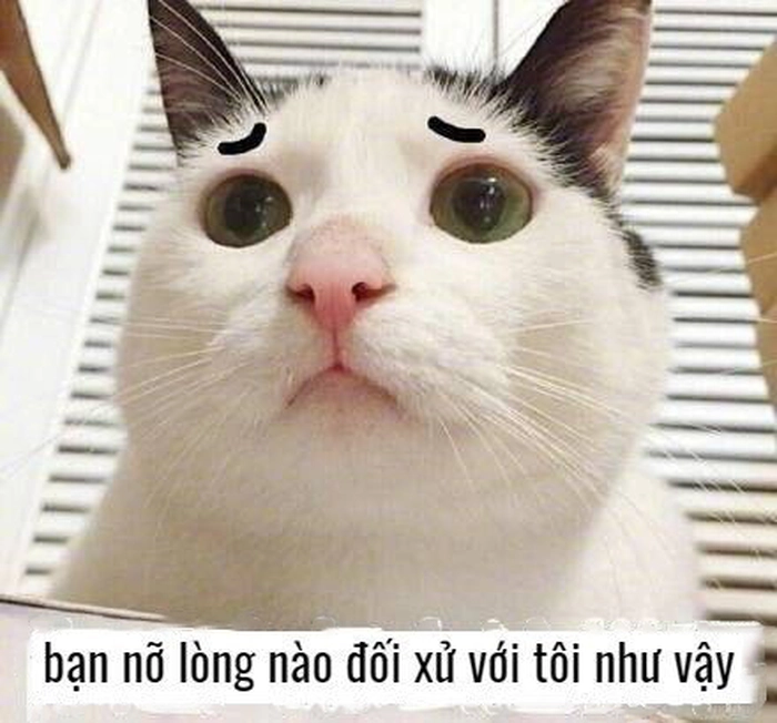 Meme mèo sad khi bị bỏ rơi