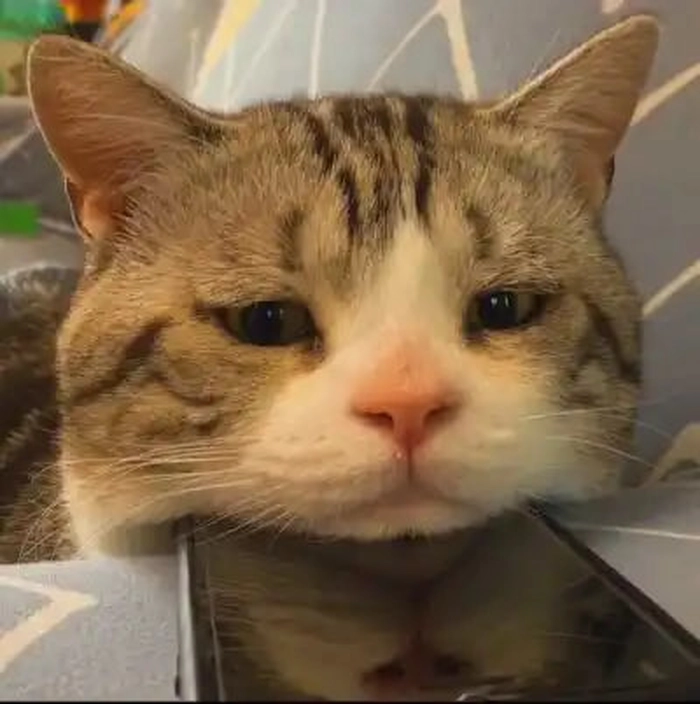 Meme mèo sad khi sen bỏ quên