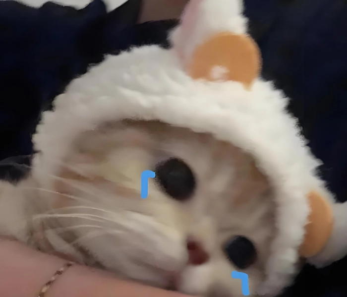 Meme mèo sầu thẫn thờ bên cửa
