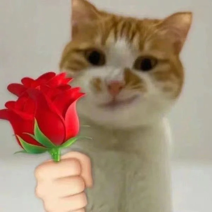 Meme mèo tặng hoa hồng