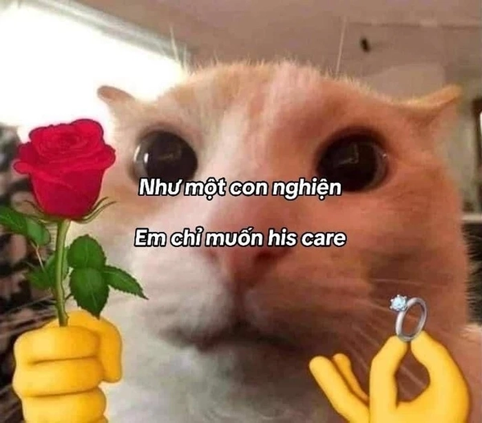 Meme mèo tặng hoa troll