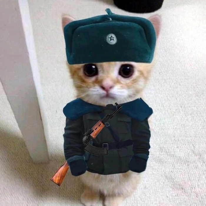 Meme mèo tay cầm súng hài