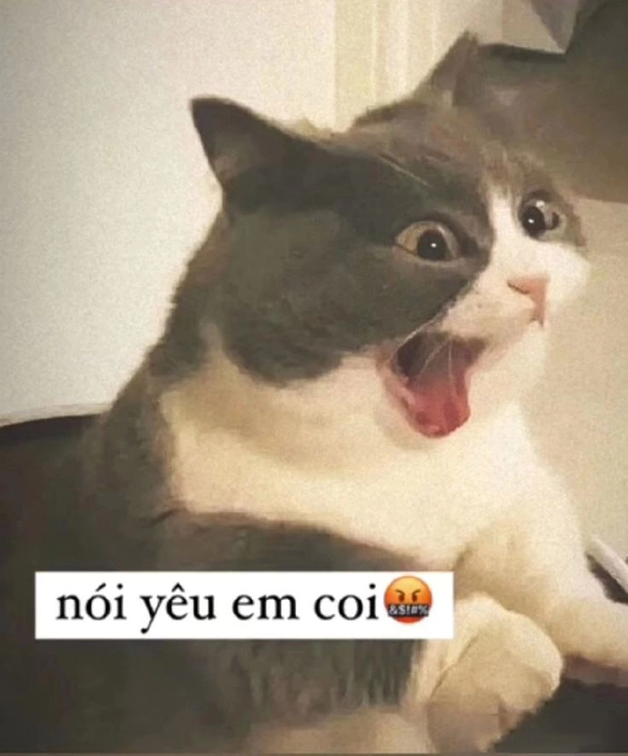 Meme mèo thè lưỡi cute xỉu