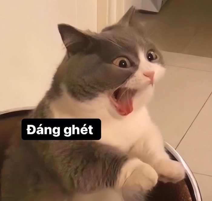 Meme mèo thè lưỡi khó đỡ