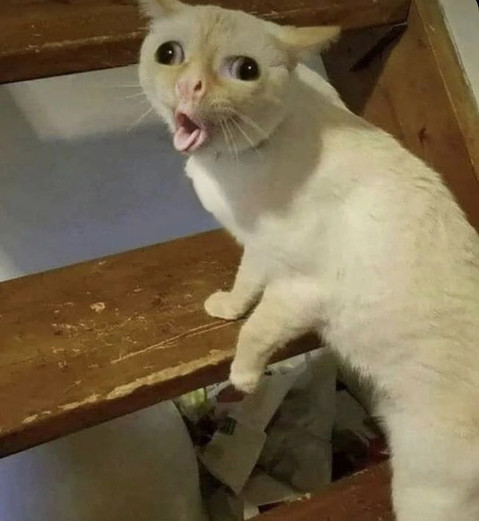 Meme mèo thè lưỡi nhìn ngáo
