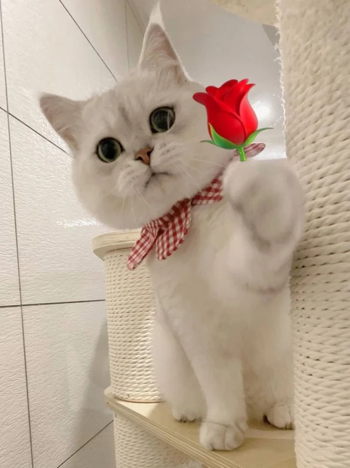 Meme mèo trắng tặng hoa