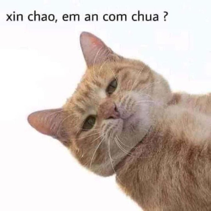 Meme mèo xin chào dễ thương