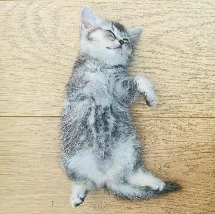 Meme mèo xỉu bỗng dưng