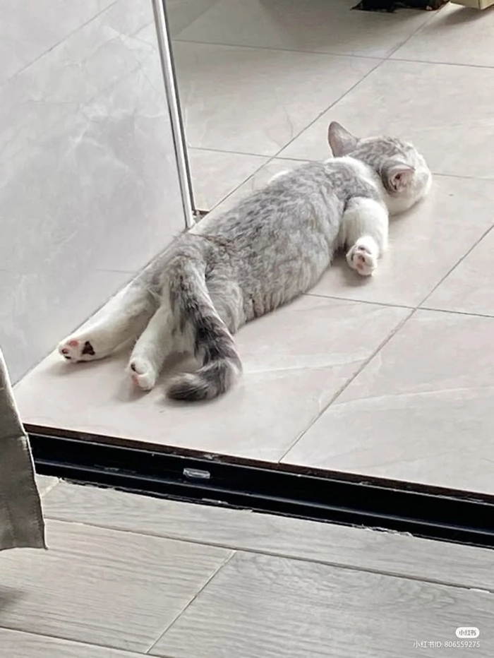 Meme mèo xỉu buồn ngủ
