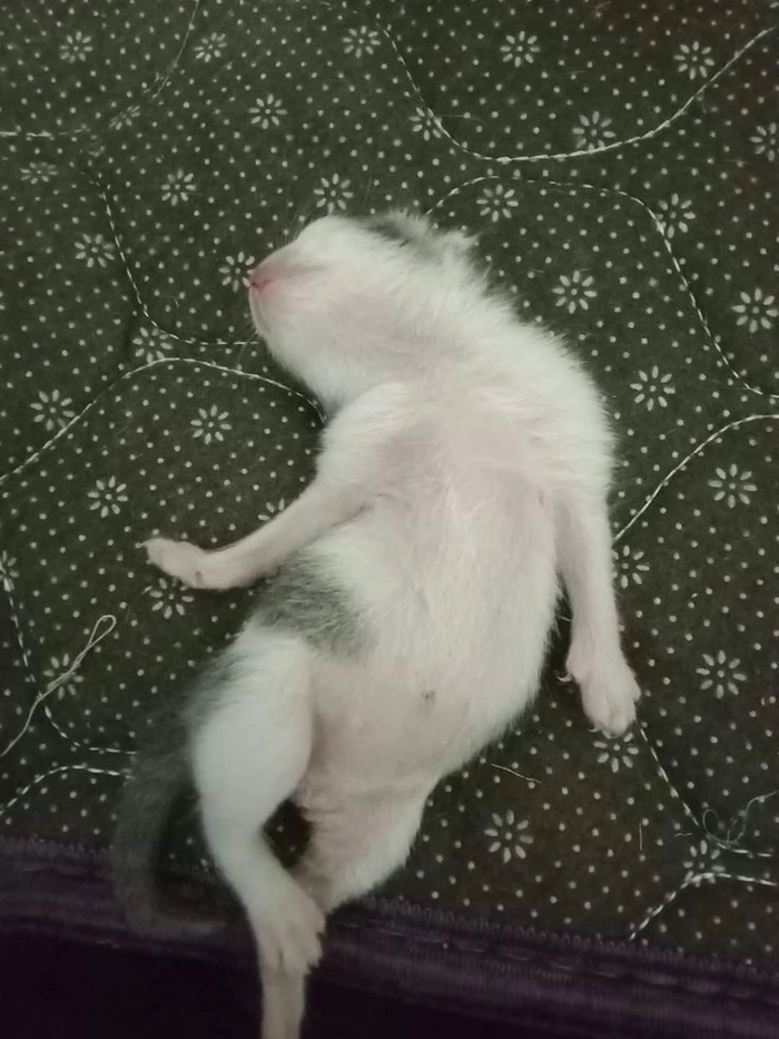 Meme mèo xỉu không lý do
