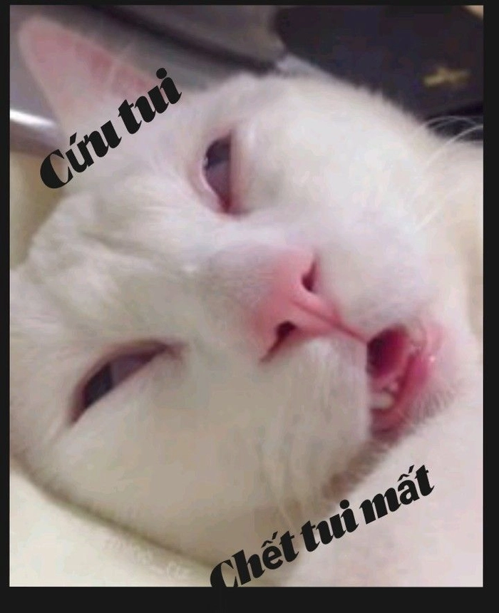 Meme mèo xỉu mệt mỏi
