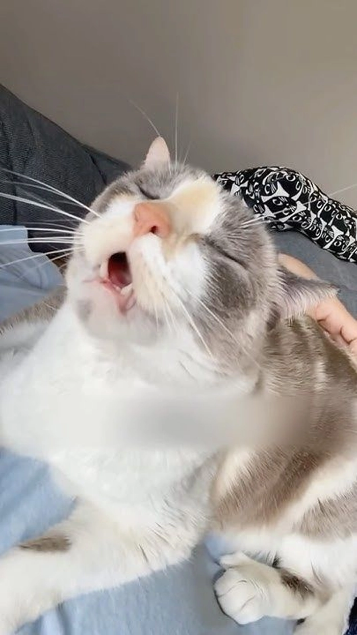 Meme mèo xỉu ngang vì cười