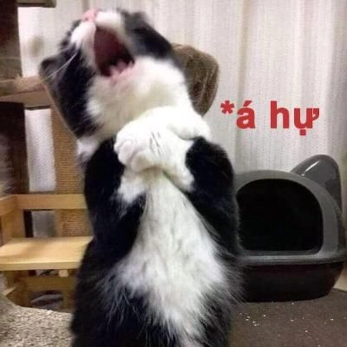 Meme mèo xỉu ngang vì drama
