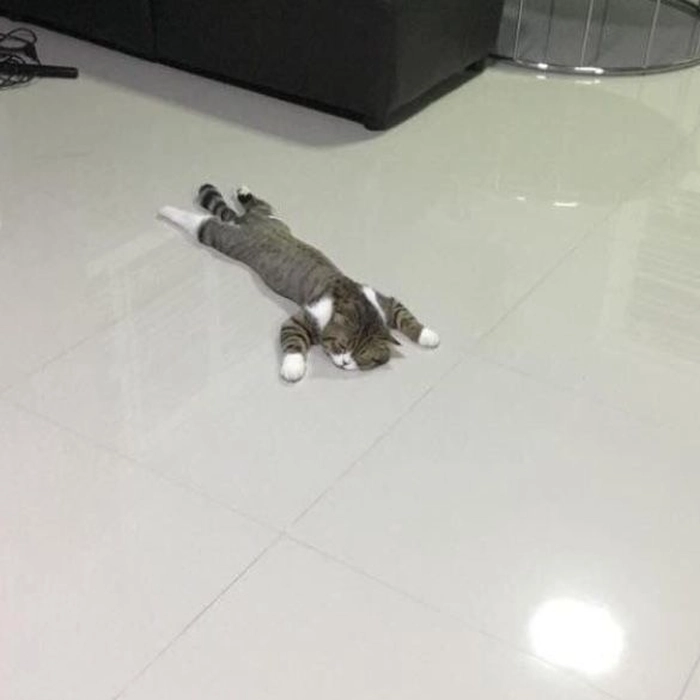 Meme mèo xỉu siêu lầy lội
