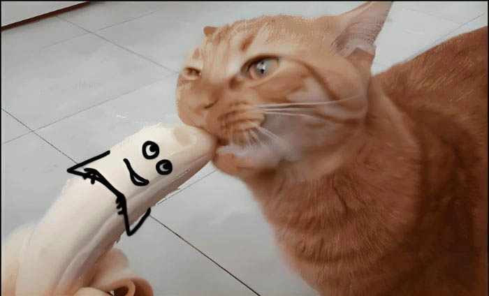Mèo ăn chuối meme gây sốt