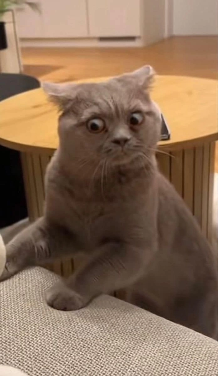 Mèo bất ngờ meme biểu cảm lạ