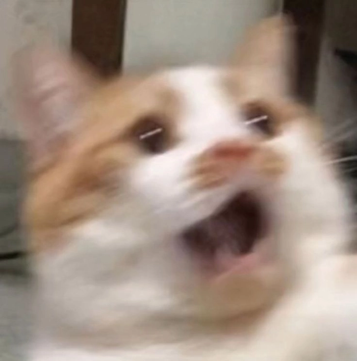 Mèo bất ngờ meme full biểu cảm