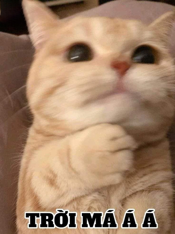 Mèo bất ngờ meme khi nghe tin sốc