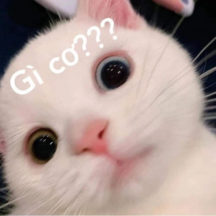 Mèo bất ngờ meme siêu cute
