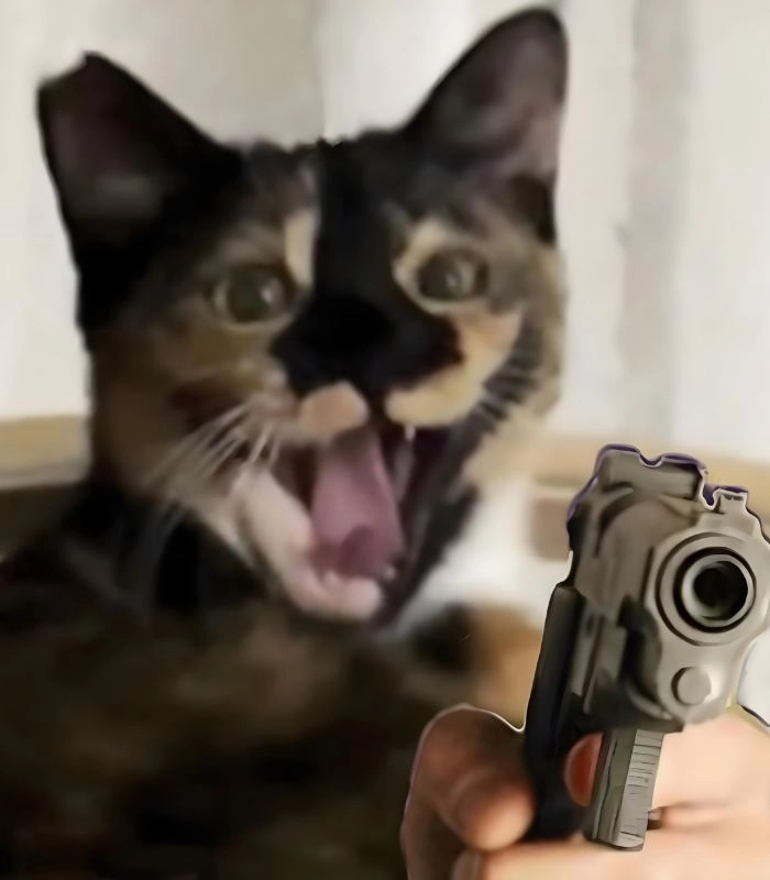 Mèo cầm súng meme chất lừ