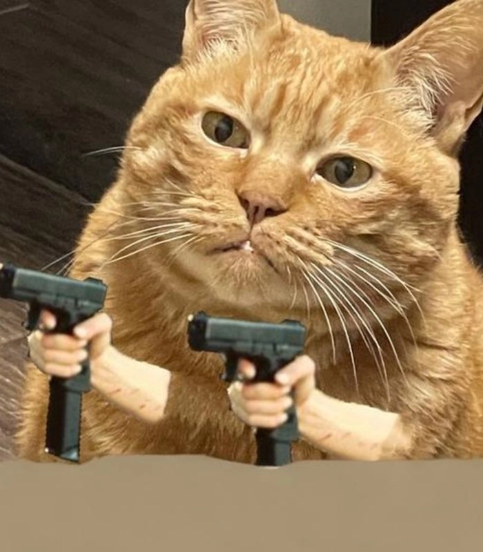 Mèo cầm súng meme gây cười