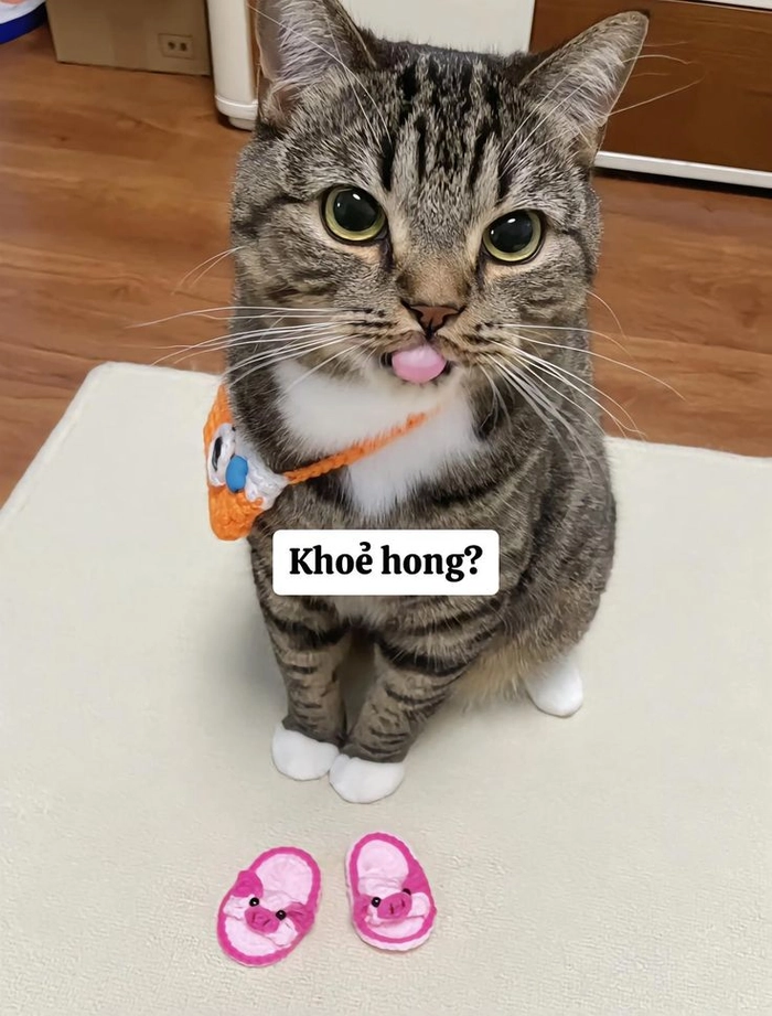 Mèo cute đáng yêu meme