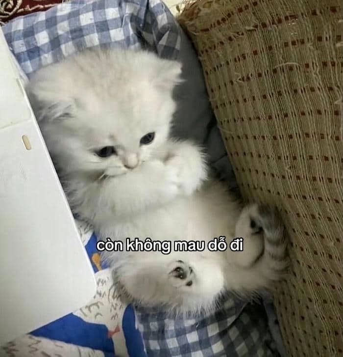 Mèo dỗi cute meme lăn ra giường