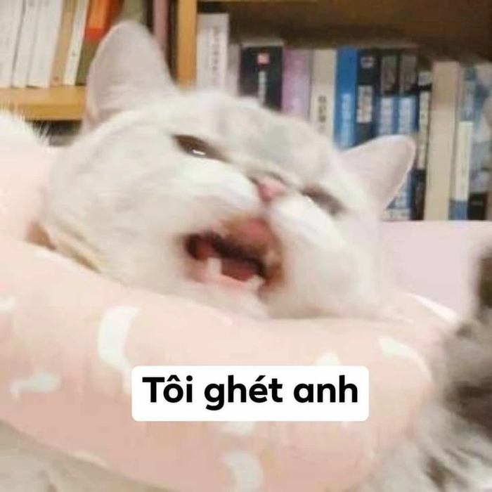 Mèo dỗi meme trốn vào chăn