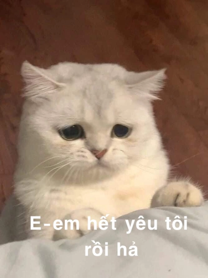 Mèo giận dỗi meme đầy biểu cảm