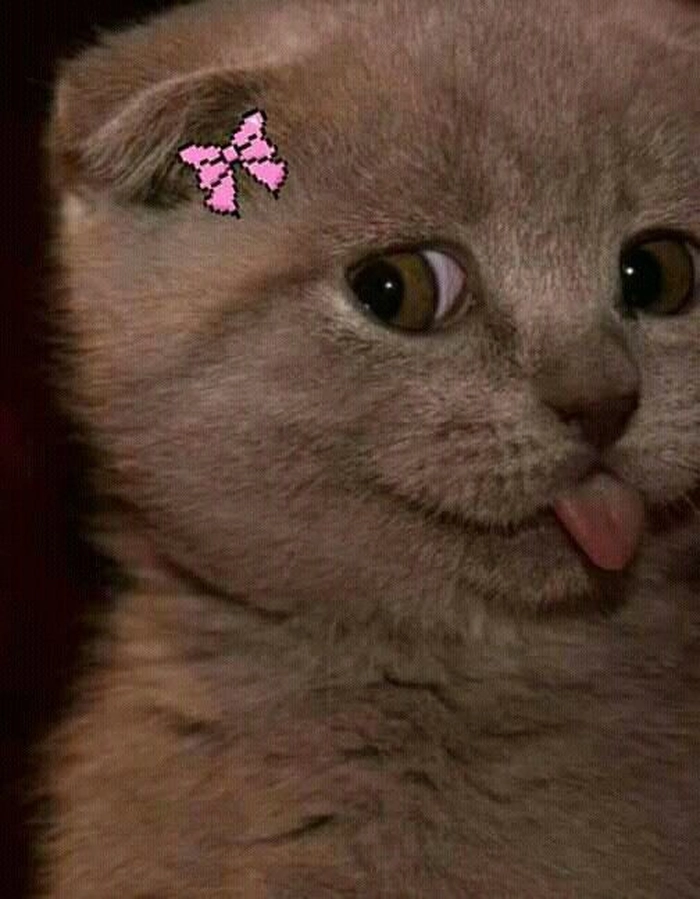 Mèo lè lưỡi meme biểu cảm lạ