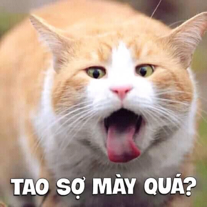 Mèo lè lưỡi meme cute