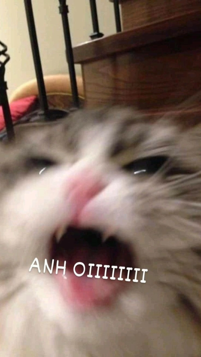 Mèo lè lưỡi meme đầy biểu cảm