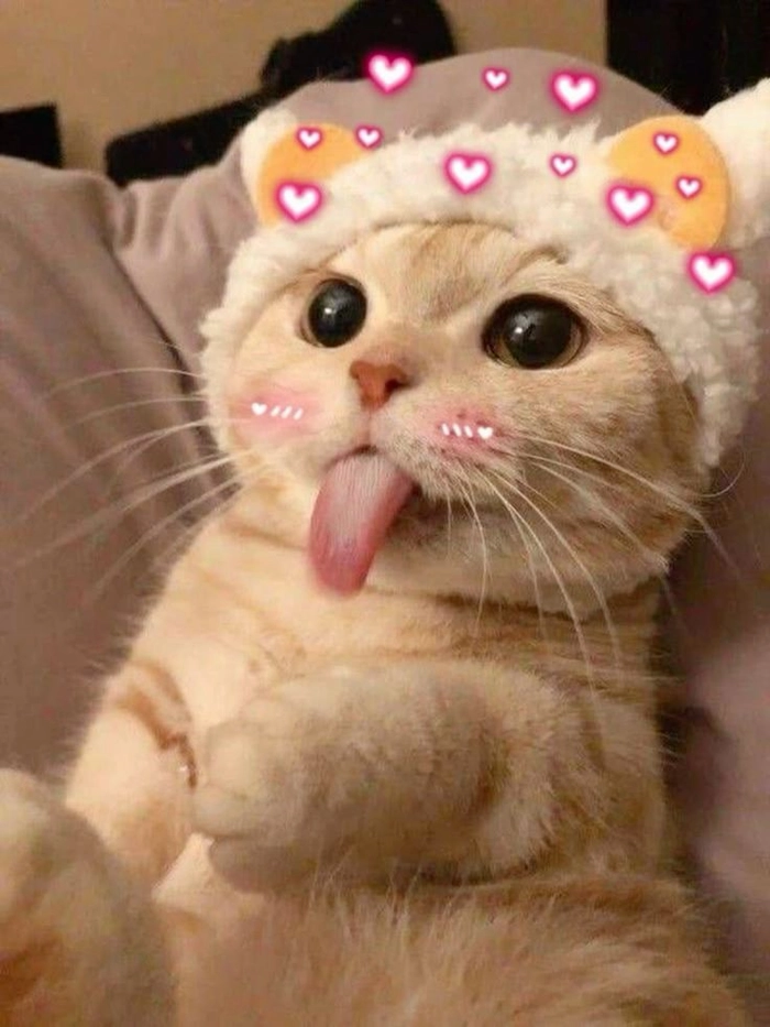 Mèo lè lưỡi meme ngáo ngơ