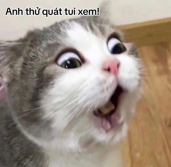 Mèo lè lưỡi meme nhìn đáng yêu