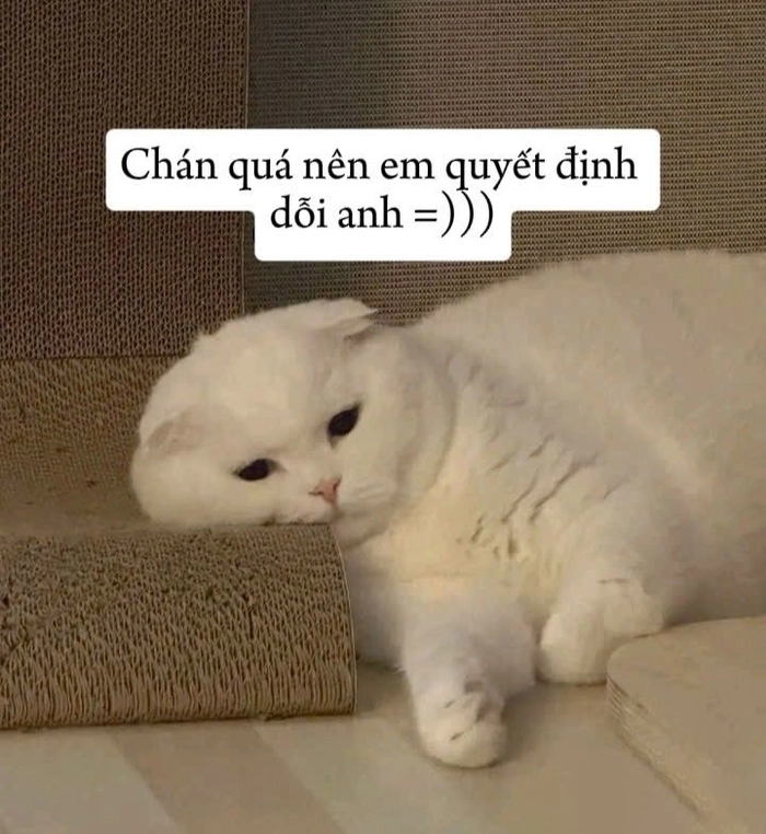 Mèo meme cute dễ thương