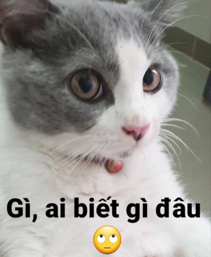 Mèo meme cute hài hước