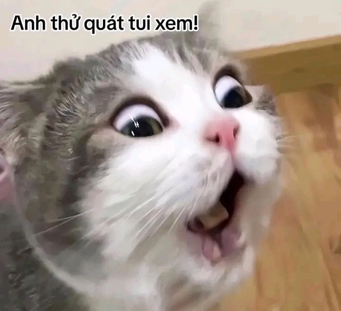 Mèo meme cute ngộ nghĩnh